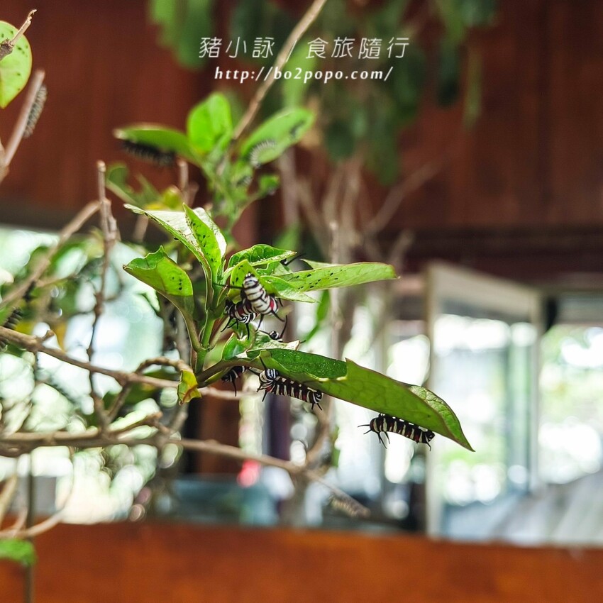 南投縣埔里鎮南投。埔里》木生昆蟲博物館。有趣的親子景點