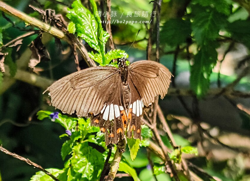 南投縣埔里鎮南投。埔里》木生昆蟲博物館。有趣的親子景點
