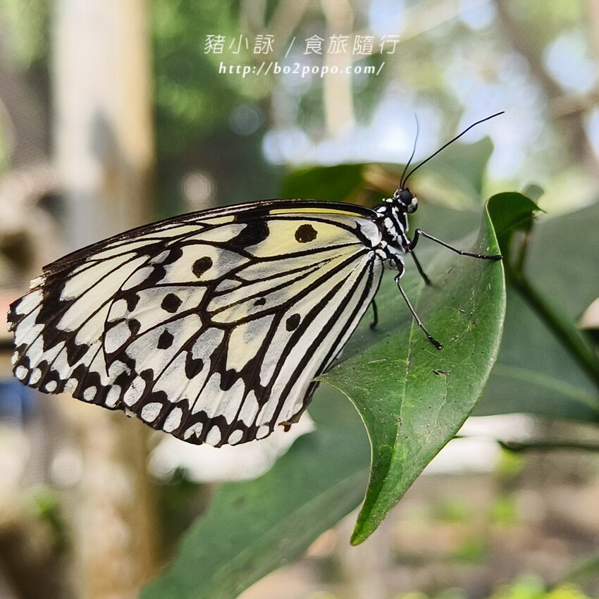 南投縣埔里鎮南投。埔里》木生昆蟲博物館。有趣的親子景點
