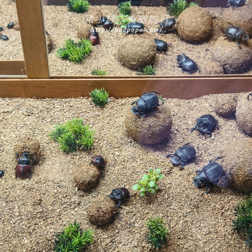 南投縣埔里鎮南投。埔里》木生昆蟲博物館。有趣的親子景點