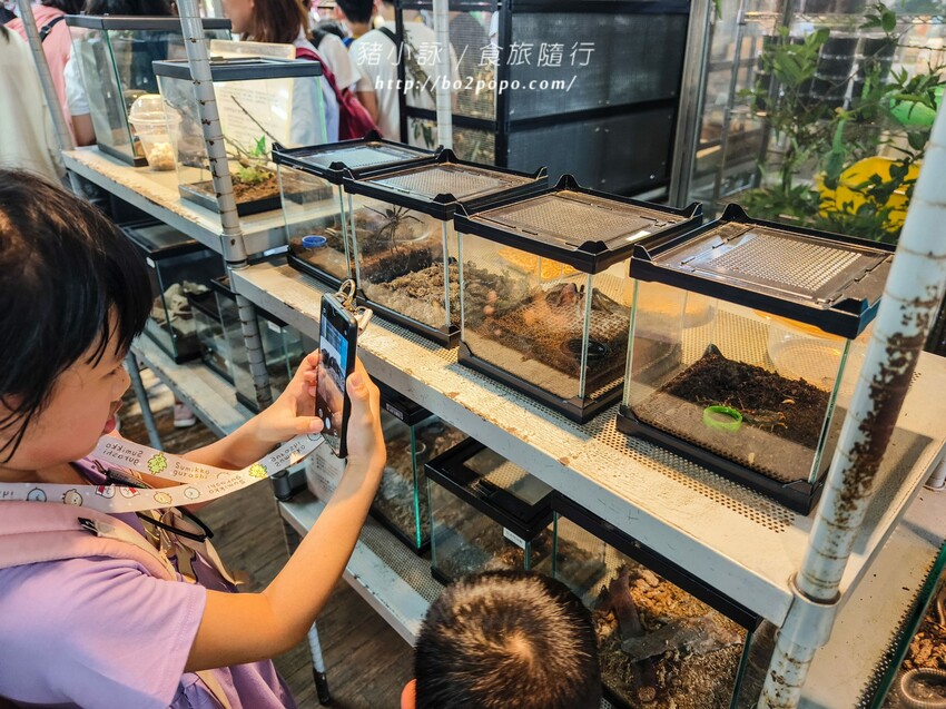 南投縣埔里鎮南投。埔里》木生昆蟲博物館。有趣的親子景點