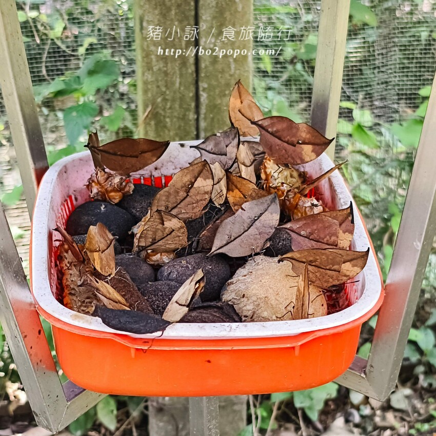 南投縣埔里鎮南投。埔里》木生昆蟲博物館。有趣的親子景點