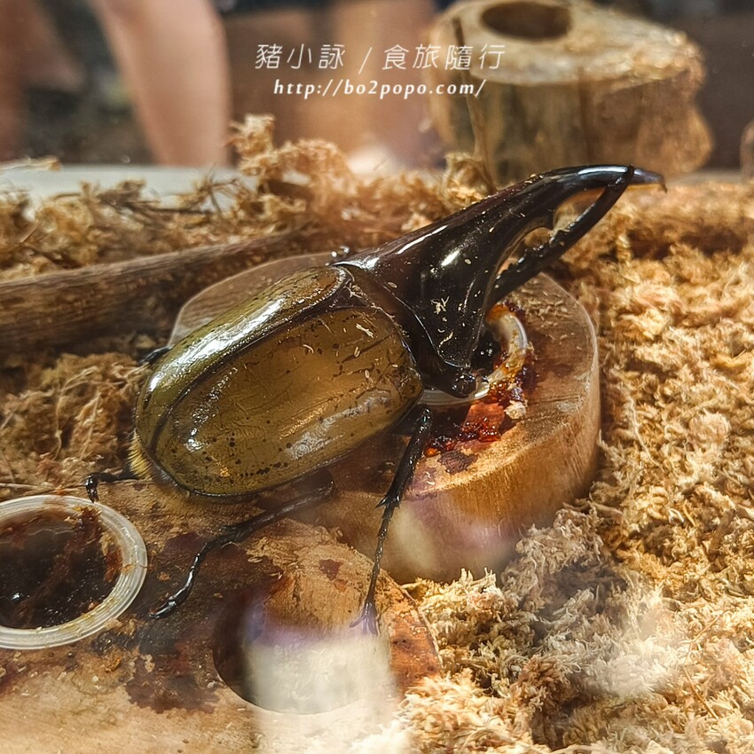 南投縣埔里鎮南投。埔里》木生昆蟲博物館。有趣的親子景點