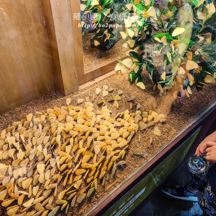 南投縣埔里鎮南投。埔里》木生昆蟲博物館。有趣的親子景點