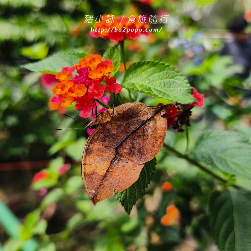 南投縣埔里鎮南投。埔里》木生昆蟲博物館。有趣的親子景點
