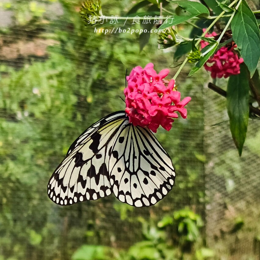 南投縣埔里鎮南投。埔里》木生昆蟲博物館。有趣的親子景點
