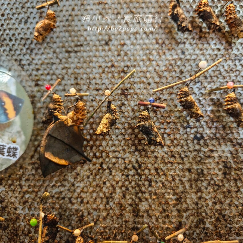 南投縣埔里鎮南投。埔里》木生昆蟲博物館。有趣的親子景點
