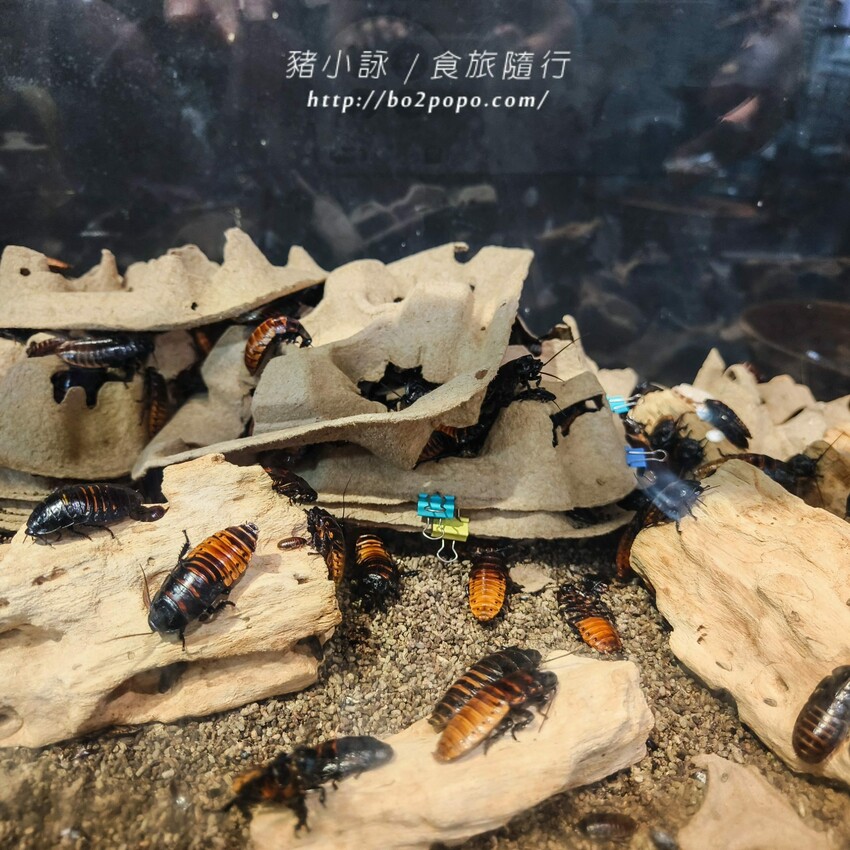 南投縣埔里鎮南投。埔里》木生昆蟲博物館。有趣的親子景點