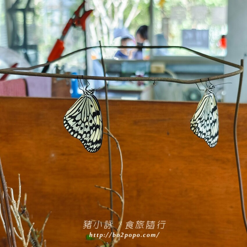 南投縣埔里鎮南投。埔里》木生昆蟲博物館。有趣的親子景點