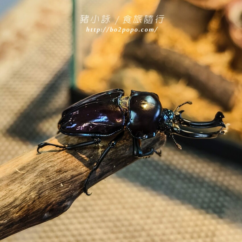 南投縣埔里鎮南投。埔里》木生昆蟲博物館。有趣的親子景點