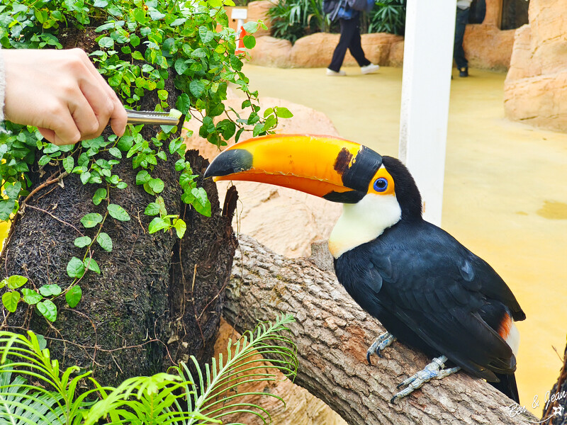 宜蘭縣壯圍鄉【蘭陽動植物王國】全台首座袋鼠公園、鵜鶘飛行餵食秀、超可愛泰迪羊、食蟻獸、樹懶、狐獴，門票、動物介紹