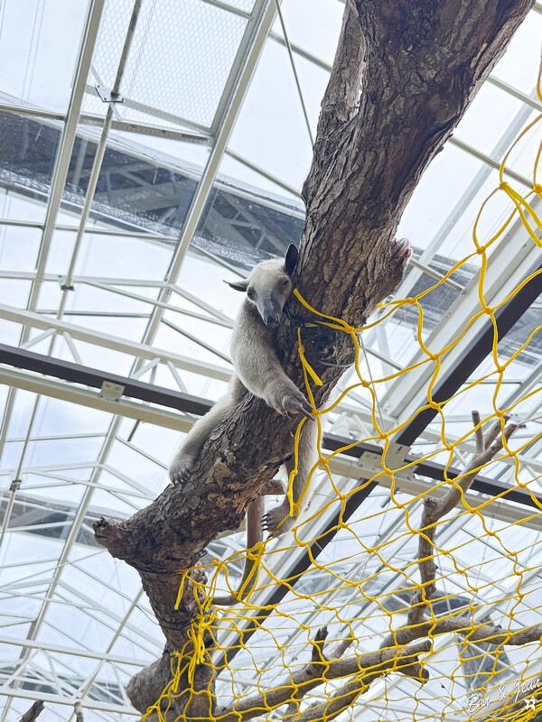 宜蘭縣壯圍鄉【蘭陽動植物王國】全台首座袋鼠公園、鵜鶘飛行餵食秀、超可愛泰迪羊、食蟻獸、樹懶、狐獴，門票、動物介紹
