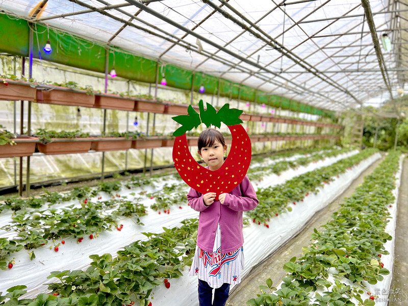 台北市內湖區【東林草莓園】台北內湖草莓季，草莓果醬鬆餅DIY、賞蜂趣，順遊白石湖吊橋及碧山巖