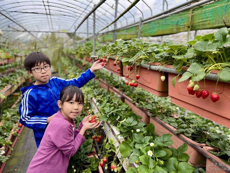 台北市內湖區【東林草莓園】台北內湖草莓季，草莓果醬鬆餅DIY、賞蜂趣，順遊白石湖吊橋及碧山巖