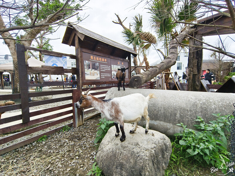 宜蘭縣壯圍鄉【蘭陽動植物王國】全台首座袋鼠公園、鵜鶘飛行餵食秀、超可愛泰迪羊、食蟻獸、樹懶、狐獴，門票、動物介紹