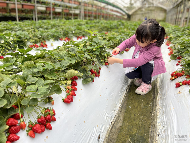 台北市內湖區【東林草莓園】台北內湖草莓季，草莓果醬鬆餅DIY、賞蜂趣，順遊白石湖吊橋及碧山巖