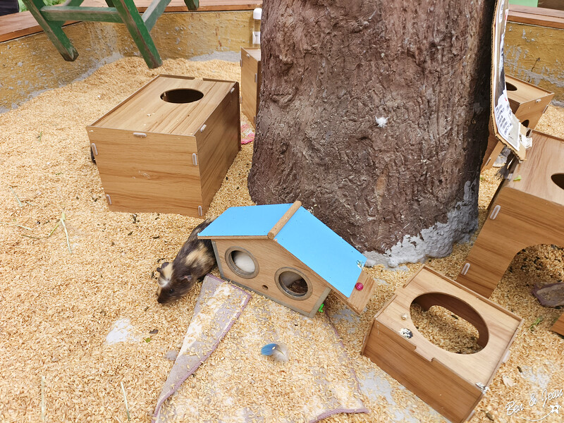 宜蘭縣壯圍鄉【蘭陽動植物王國】全台首座袋鼠公園、鵜鶘飛行餵食秀、超可愛泰迪羊、食蟻獸、樹懶、狐獴，門票、動物介紹