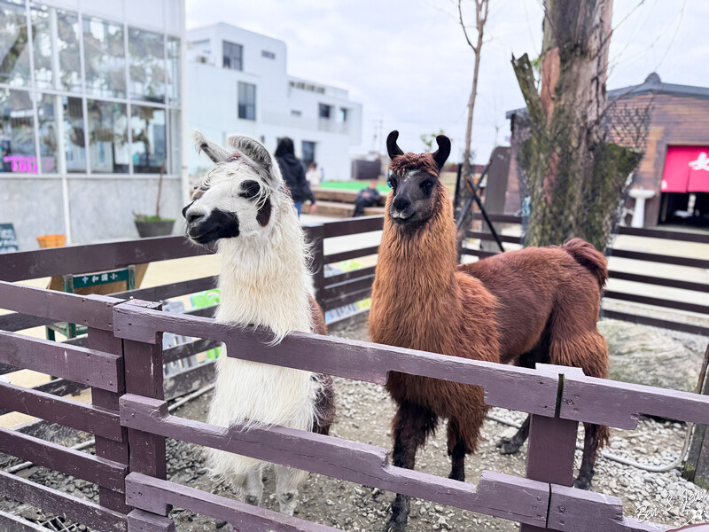 宜蘭縣壯圍鄉【蘭陽動植物王國】全台首座袋鼠公園、鵜鶘飛行餵食秀、超可愛泰迪羊、食蟻獸、樹懶、狐獴，門票、動物介紹