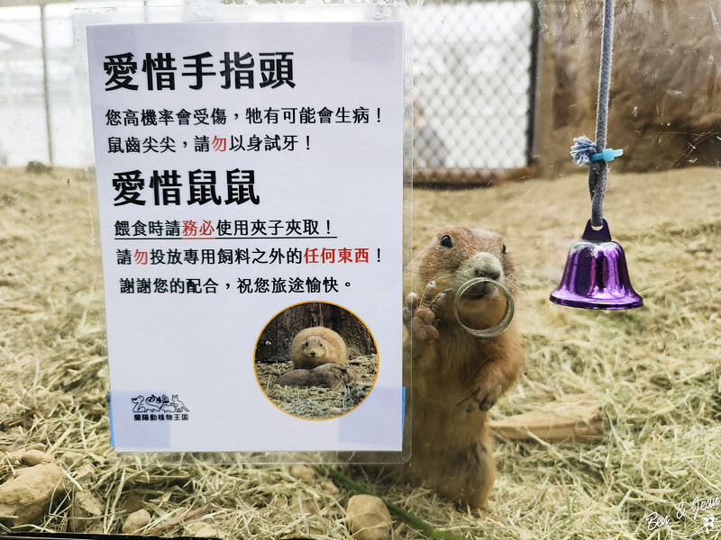 宜蘭縣壯圍鄉【蘭陽動植物王國】全台首座袋鼠公園、鵜鶘飛行餵食秀、超可愛泰迪羊、食蟻獸、樹懶、狐獴，門票、動物介紹