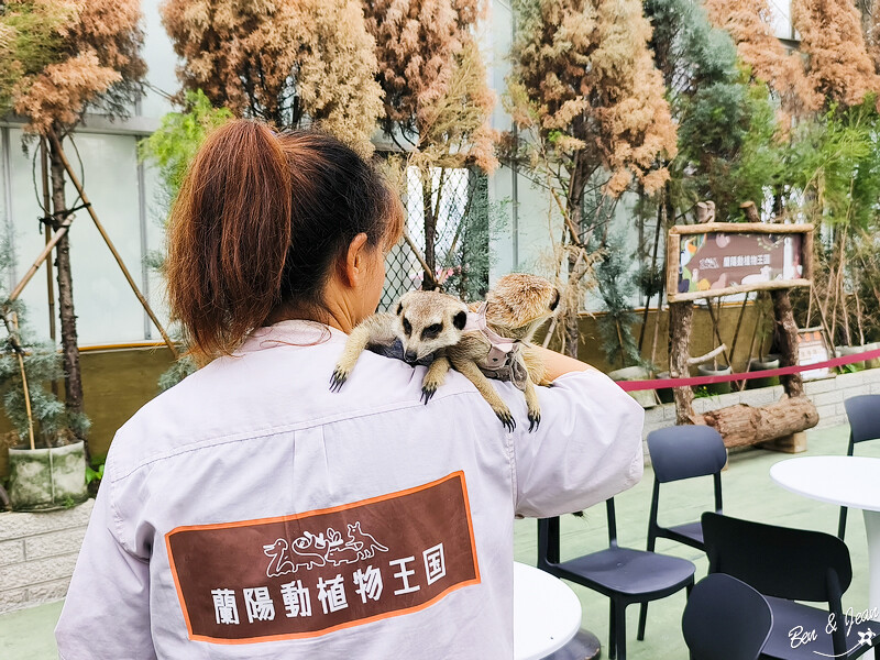 宜蘭縣壯圍鄉【蘭陽動植物王國】全台首座袋鼠公園、鵜鶘飛行餵食秀、超可愛泰迪羊、食蟻獸、樹懶、狐獴，門票、動物介紹