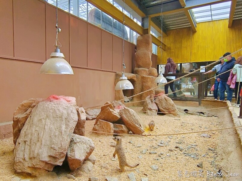 宜蘭縣壯圍鄉【蘭陽動植物王國】全台首座袋鼠公園、鵜鶘飛行餵食秀、超可愛泰迪羊、食蟻獸、樹懶、狐獴，門票、動物介紹