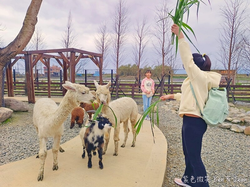 宜蘭縣壯圍鄉【蘭陽動植物王國】全台首座袋鼠公園、鵜鶘飛行餵食秀、超可愛泰迪羊、食蟻獸、樹懶、狐獴，門票、動物介紹