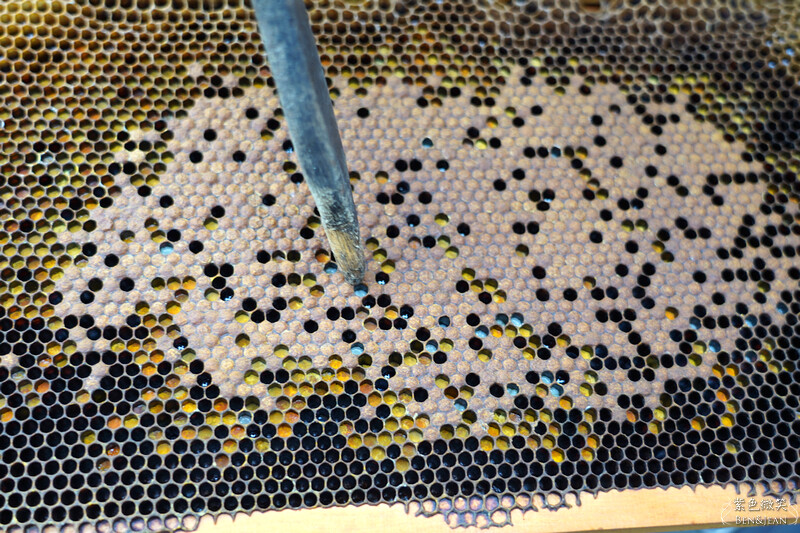 台北市內湖區【東林草莓園】台北內湖草莓季，草莓果醬鬆餅DIY、賞蜂趣，順遊白石湖吊橋及碧山巖