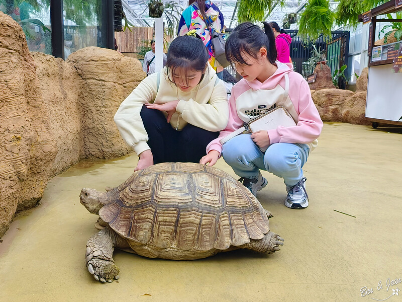 宜蘭縣壯圍鄉【蘭陽動植物王國】全台首座袋鼠公園、鵜鶘飛行餵食秀、超可愛泰迪羊、食蟻獸、樹懶、狐獴，門票、動物介紹