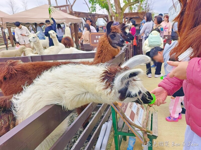 宜蘭縣壯圍鄉【蘭陽動植物王國】全台首座袋鼠公園、鵜鶘飛行餵食秀、超可愛泰迪羊、食蟻獸、樹懶、狐獴，門票、動物介紹
