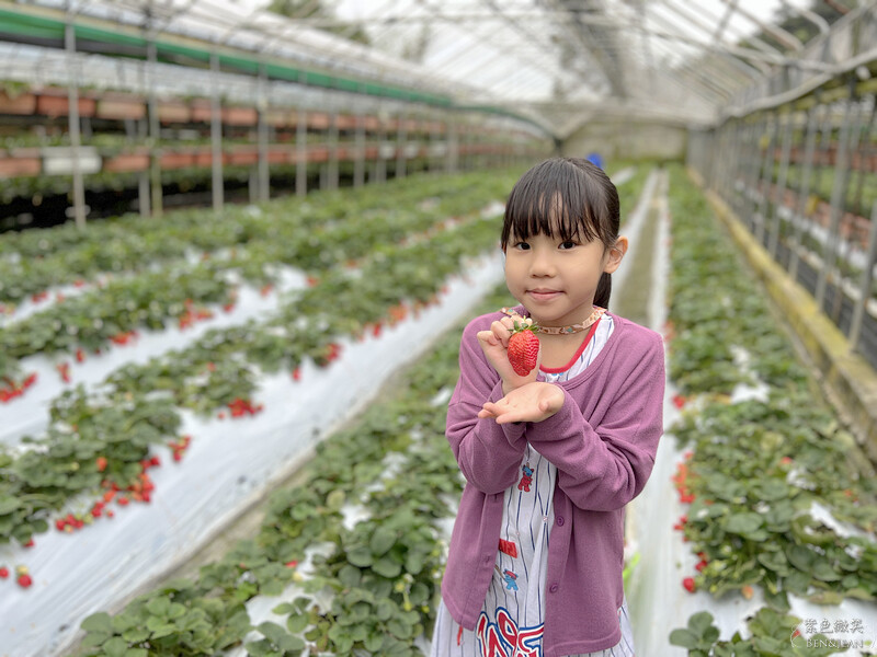 台北市內湖區【東林草莓園】台北內湖草莓季，草莓果醬鬆餅DIY、賞蜂趣，順遊白石湖吊橋及碧山巖