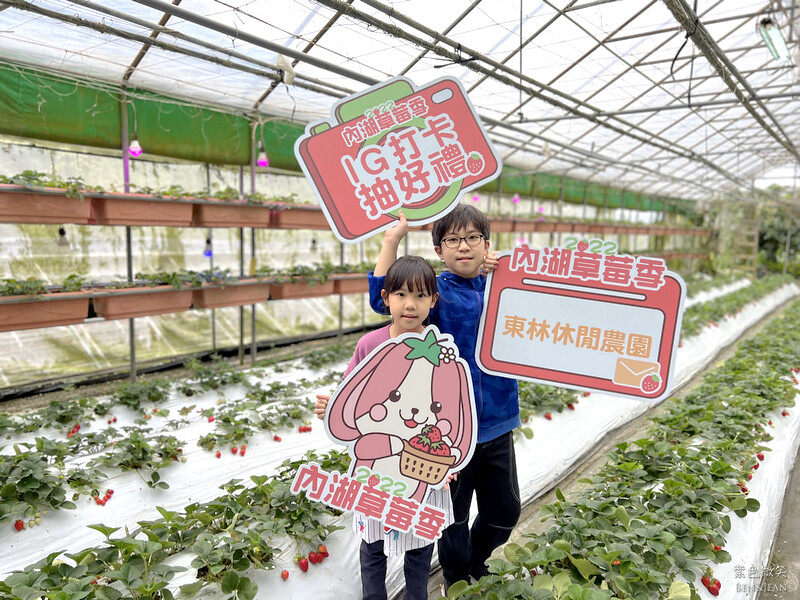 台北市內湖區【東林草莓園】台北內湖草莓季，草莓果醬鬆餅DIY、賞蜂趣，順遊白石湖吊橋及碧山巖