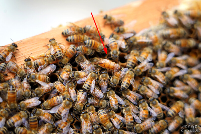 台北市內湖區【東林草莓園】台北內湖草莓季，草莓果醬鬆餅DIY、賞蜂趣，順遊白石湖吊橋及碧山巖