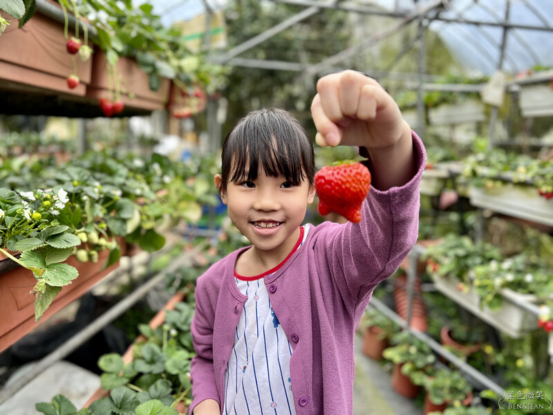 台北市內湖區【東林草莓園】台北內湖草莓季，草莓果醬鬆餅DIY、賞蜂趣，順遊白石湖吊橋及碧山巖