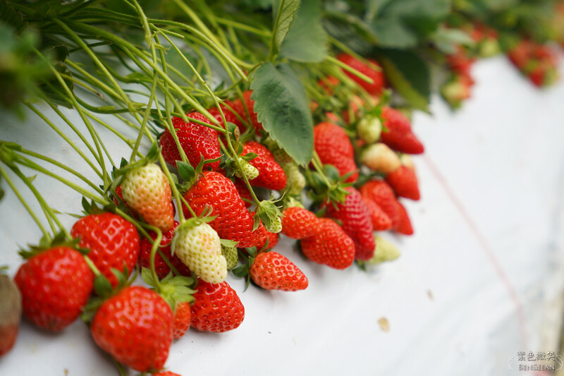 台北市內湖區【東林草莓園】台北內湖草莓季，草莓果醬鬆餅DIY、賞蜂趣，順遊白石湖吊橋及碧山巖