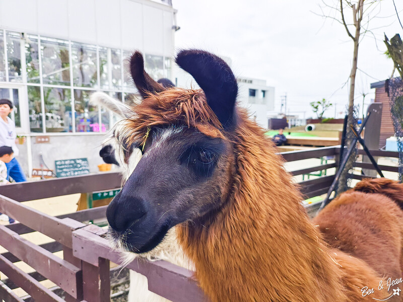 宜蘭縣壯圍鄉【蘭陽動植物王國】全台首座袋鼠公園、鵜鶘飛行餵食秀、超可愛泰迪羊、食蟻獸、樹懶、狐獴，門票、動物介紹