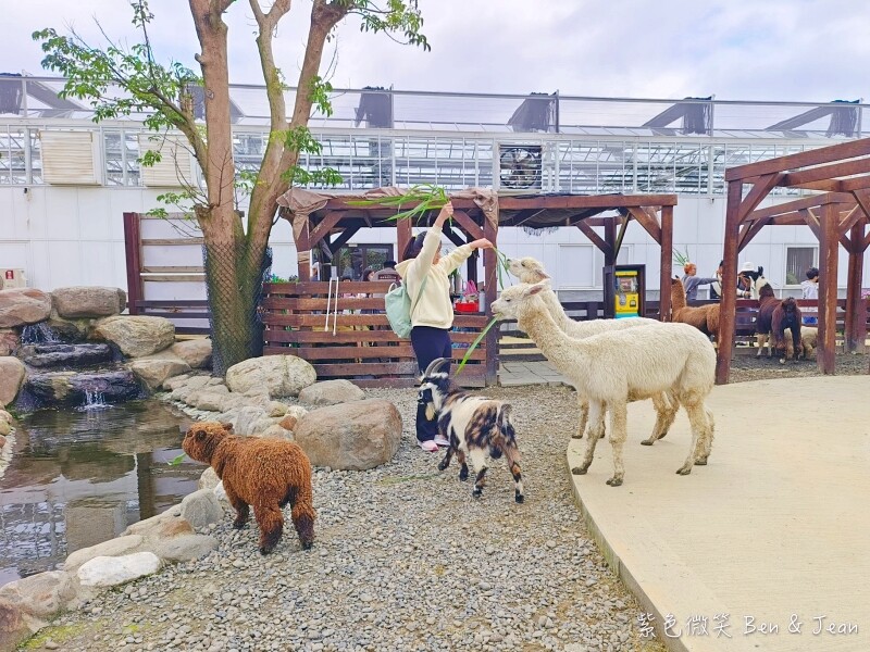 宜蘭縣壯圍鄉【蘭陽動植物王國】全台首座袋鼠公園、鵜鶘飛行餵食秀、超可愛泰迪羊、食蟻獸、樹懶、狐獴，門票、動物介紹