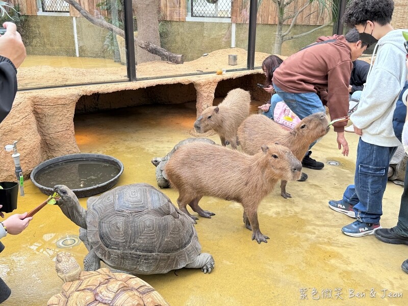 宜蘭縣壯圍鄉【蘭陽動植物王國】全台首座袋鼠公園、鵜鶘飛行餵食秀、超可愛泰迪羊、食蟻獸、樹懶、狐獴，門票、動物介紹