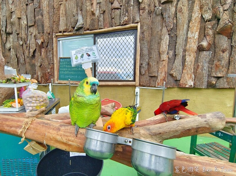 宜蘭縣壯圍鄉【蘭陽動植物王國】全台首座袋鼠公園、鵜鶘飛行餵食秀、超可愛泰迪羊、食蟻獸、樹懶、狐獴，門票、動物介紹