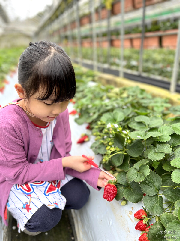 台北市內湖區【東林草莓園】台北內湖草莓季，草莓果醬鬆餅DIY、賞蜂趣，順遊白石湖吊橋及碧山巖