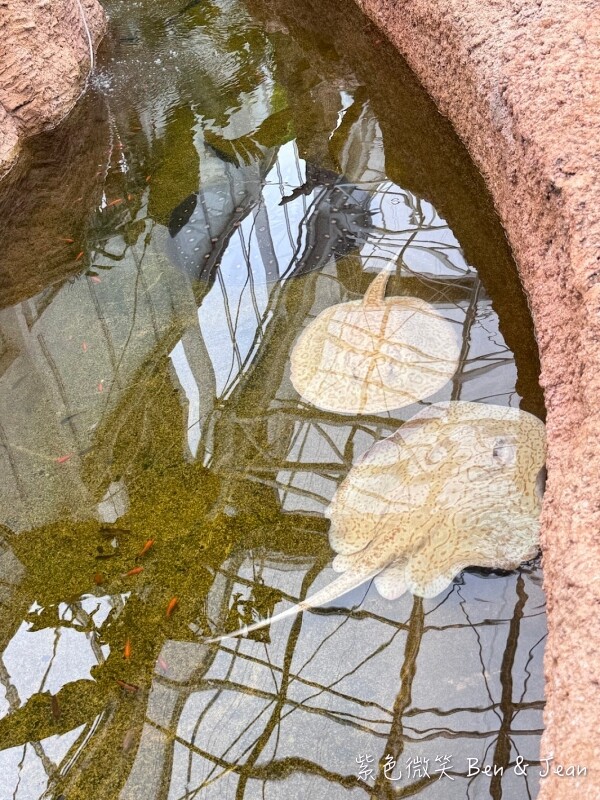 宜蘭縣壯圍鄉【蘭陽動植物王國】全台首座袋鼠公園、鵜鶘飛行餵食秀、超可愛泰迪羊、食蟻獸、樹懶、狐獴，門票、動物介紹