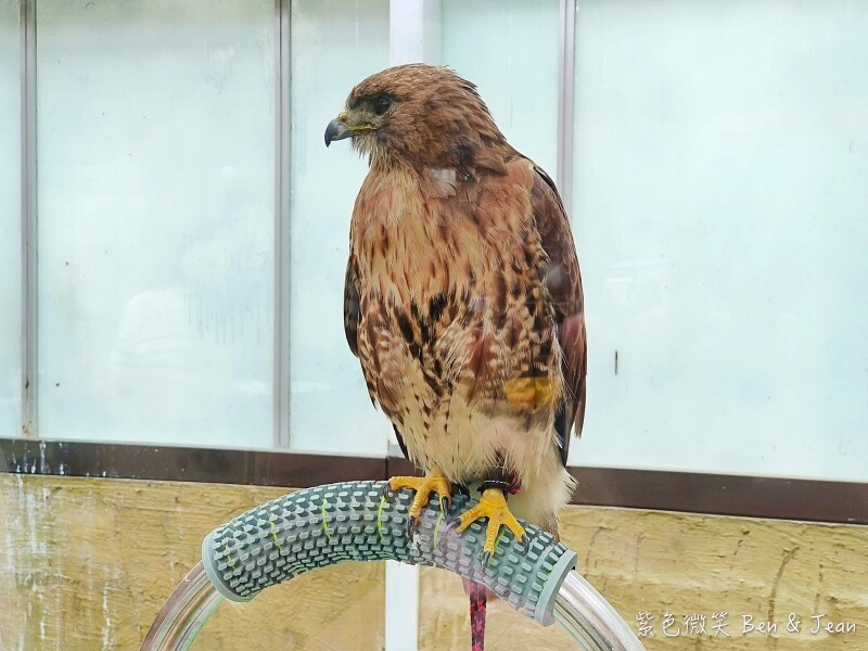 宜蘭縣壯圍鄉【蘭陽動植物王國】全台首座袋鼠公園、鵜鶘飛行餵食秀、超可愛泰迪羊、食蟻獸、樹懶、狐獴，門票、動物介紹