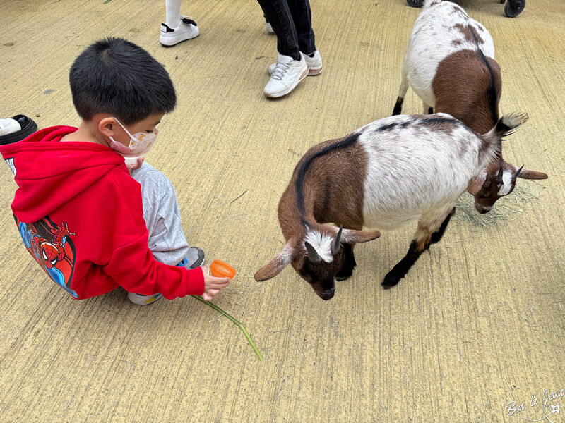 宜蘭縣壯圍鄉【蘭陽動植物王國】全台首座袋鼠公園、鵜鶘飛行餵食秀、超可愛泰迪羊、食蟻獸、樹懶、狐獴，門票、動物介紹