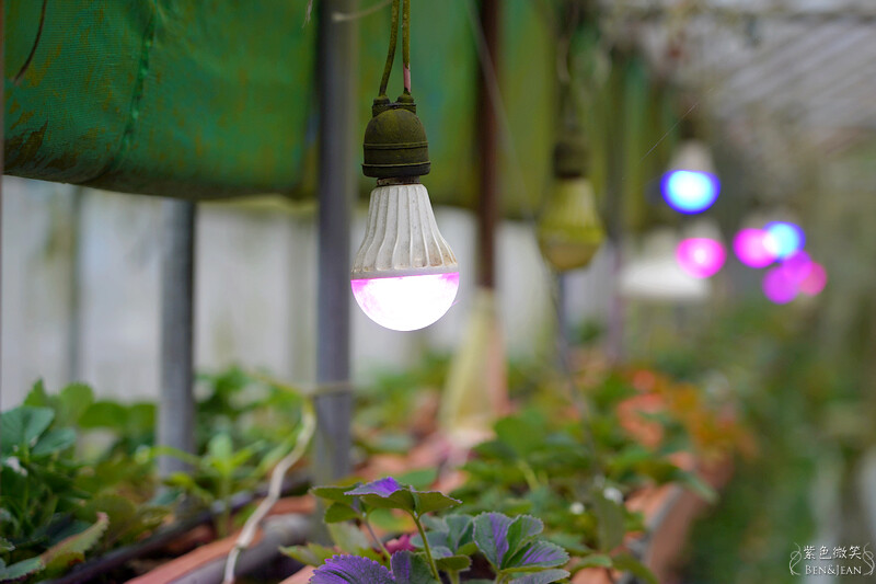 台北市內湖區【東林草莓園】台北內湖草莓季，草莓果醬鬆餅DIY、賞蜂趣，順遊白石湖吊橋及碧山巖