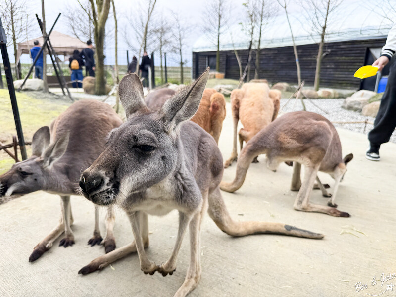 宜蘭縣壯圍鄉【蘭陽動植物王國】全台首座袋鼠公園、鵜鶘飛行餵食秀、超可愛泰迪羊、食蟻獸、樹懶、狐獴，門票、動物介紹
