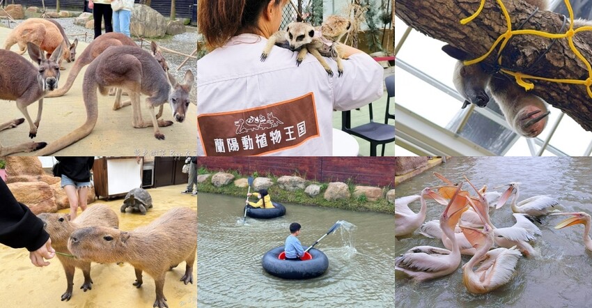 宜蘭縣壯圍鄉【蘭陽動植物王國】全台首座袋鼠公園、鵜鶘飛行餵食秀、超可愛泰迪羊、食蟻獸、樹懶、狐獴，門票、動物介紹