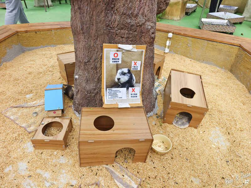 宜蘭縣壯圍鄉【蘭陽動植物王國】全台首座袋鼠公園、鵜鶘飛行餵食秀、超可愛泰迪羊、食蟻獸、樹懶、狐獴，門票、動物介紹