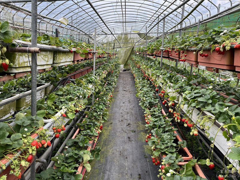 台北市內湖區【東林草莓園】台北內湖草莓季，草莓果醬鬆餅DIY、賞蜂趣，順遊白石湖吊橋及碧山巖