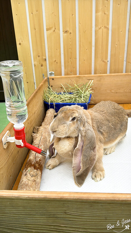 宜蘭縣壯圍鄉【蘭陽動植物王國】全台首座袋鼠公園、鵜鶘飛行餵食秀、超可愛泰迪羊、食蟻獸、樹懶、狐獴，門票、動物介紹
