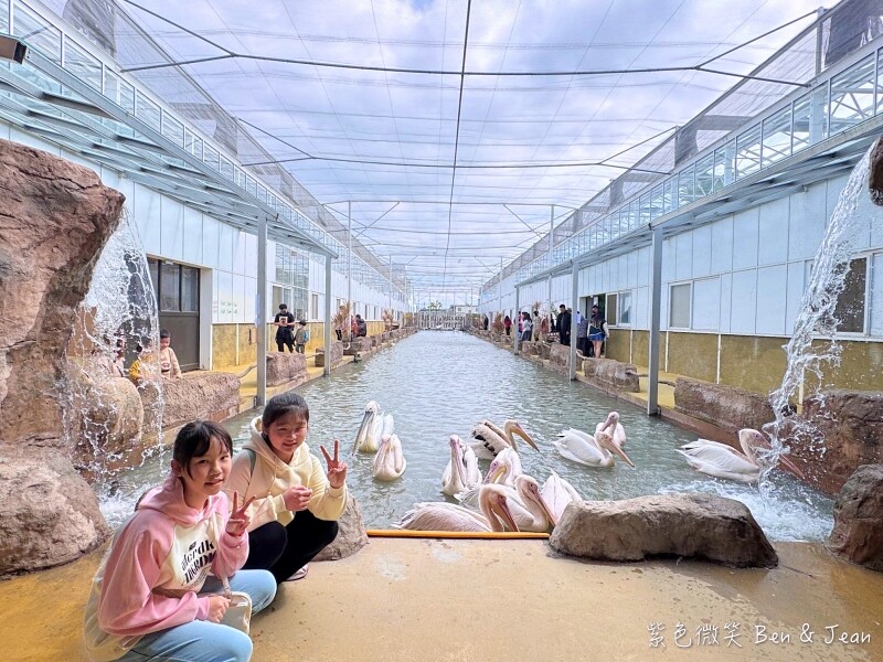 宜蘭縣壯圍鄉【蘭陽動植物王國】全台首座袋鼠公園、鵜鶘飛行餵食秀、超可愛泰迪羊、食蟻獸、樹懶、狐獴，門票、動物介紹