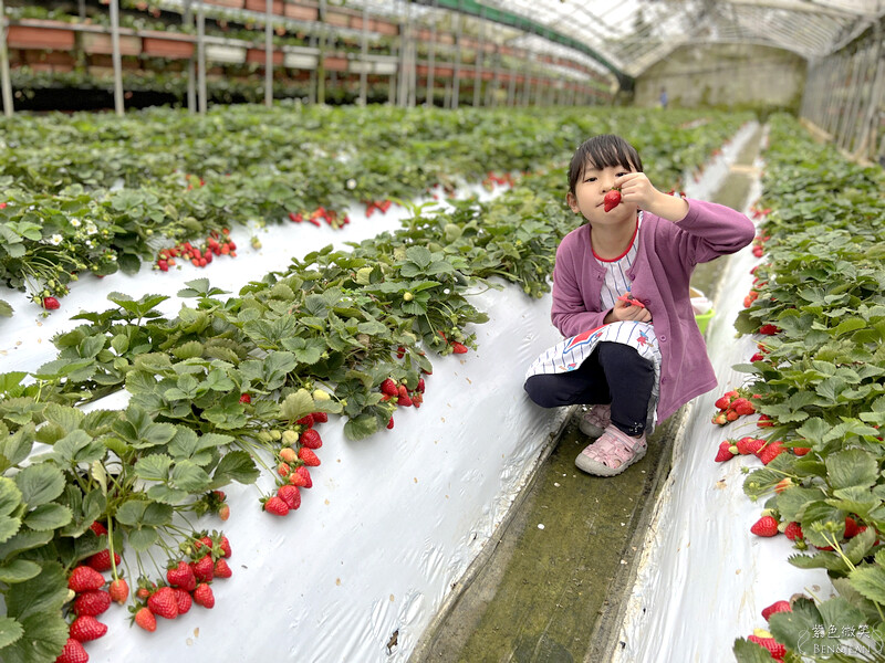 台北市內湖區【東林草莓園】台北內湖草莓季，草莓果醬鬆餅DIY、賞蜂趣，順遊白石湖吊橋及碧山巖
